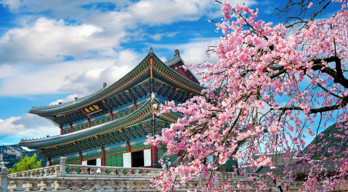 Image of Gyeongbokgung Palace in Seoul, South Korea, with a cherry blossom tree blooming in front.